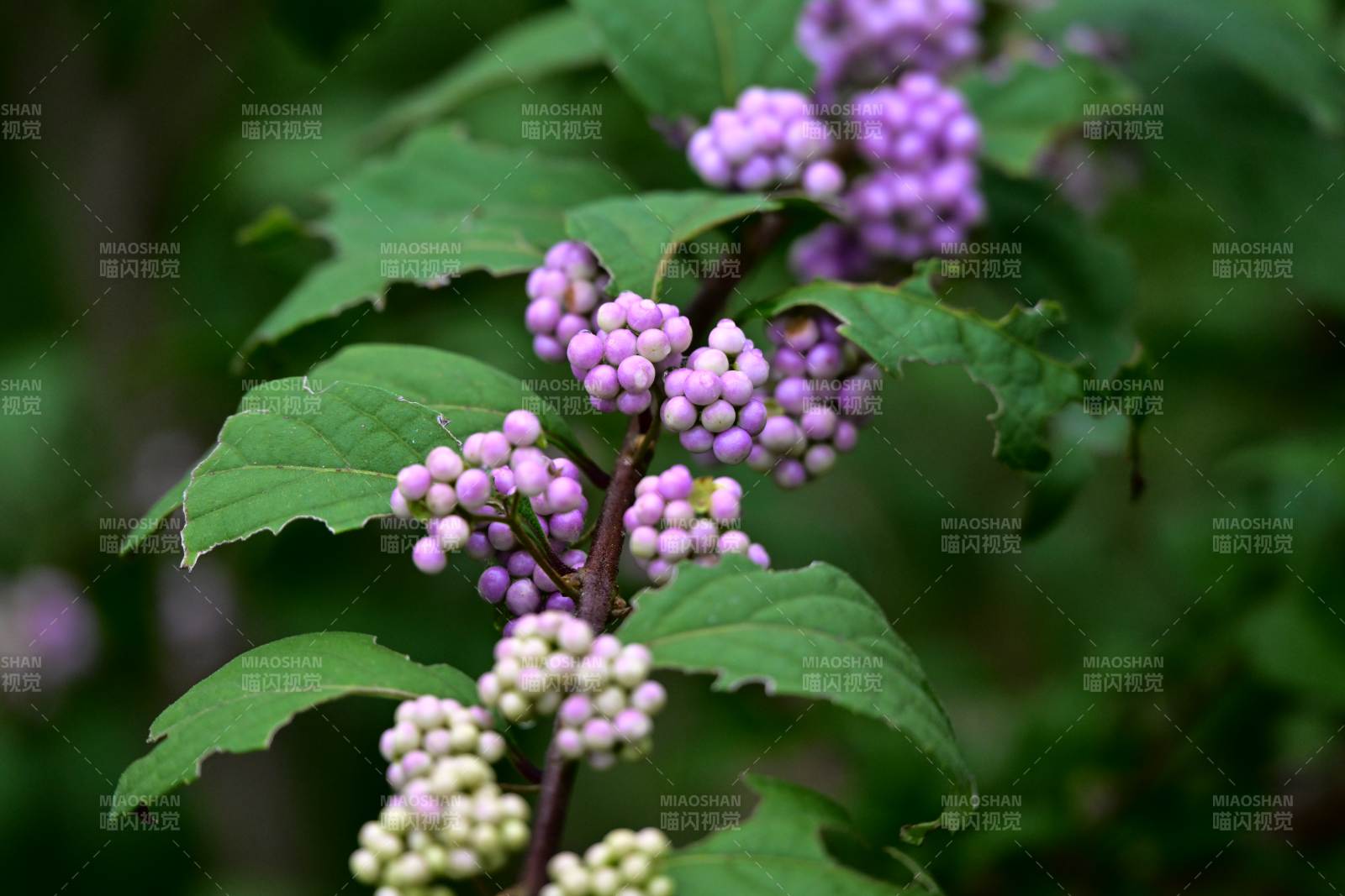 紫珠花绽放枝头图片
