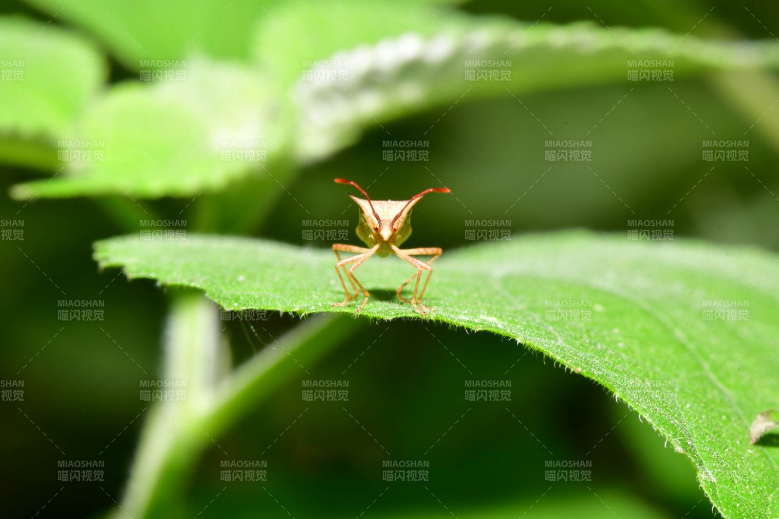 叶上小虫 缘蝽图片
