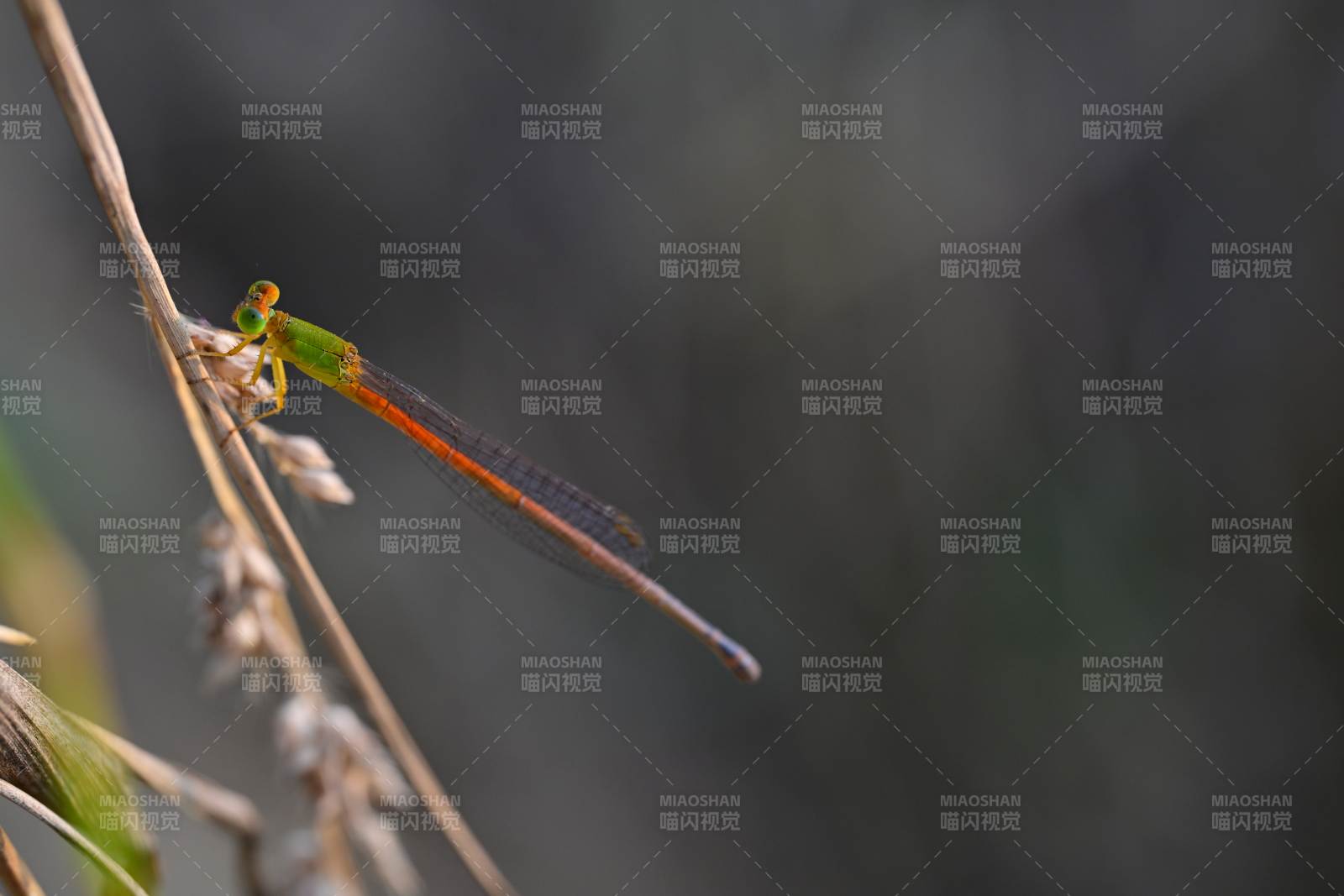 红尾蜻蜓栖枝头图片