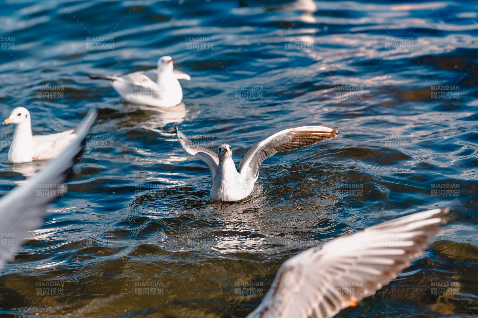海鸥戏水图图片