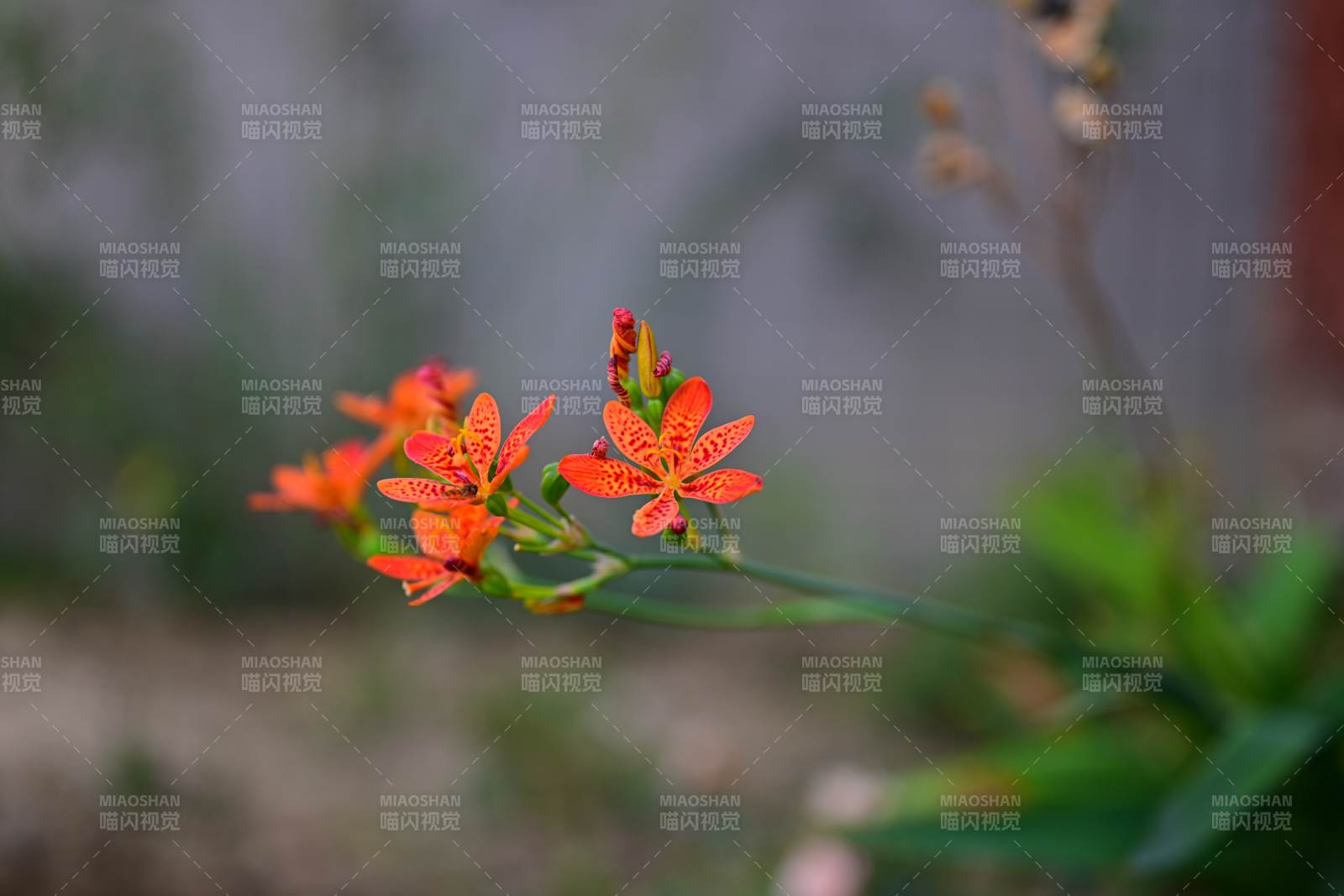橙色小花绽放图片