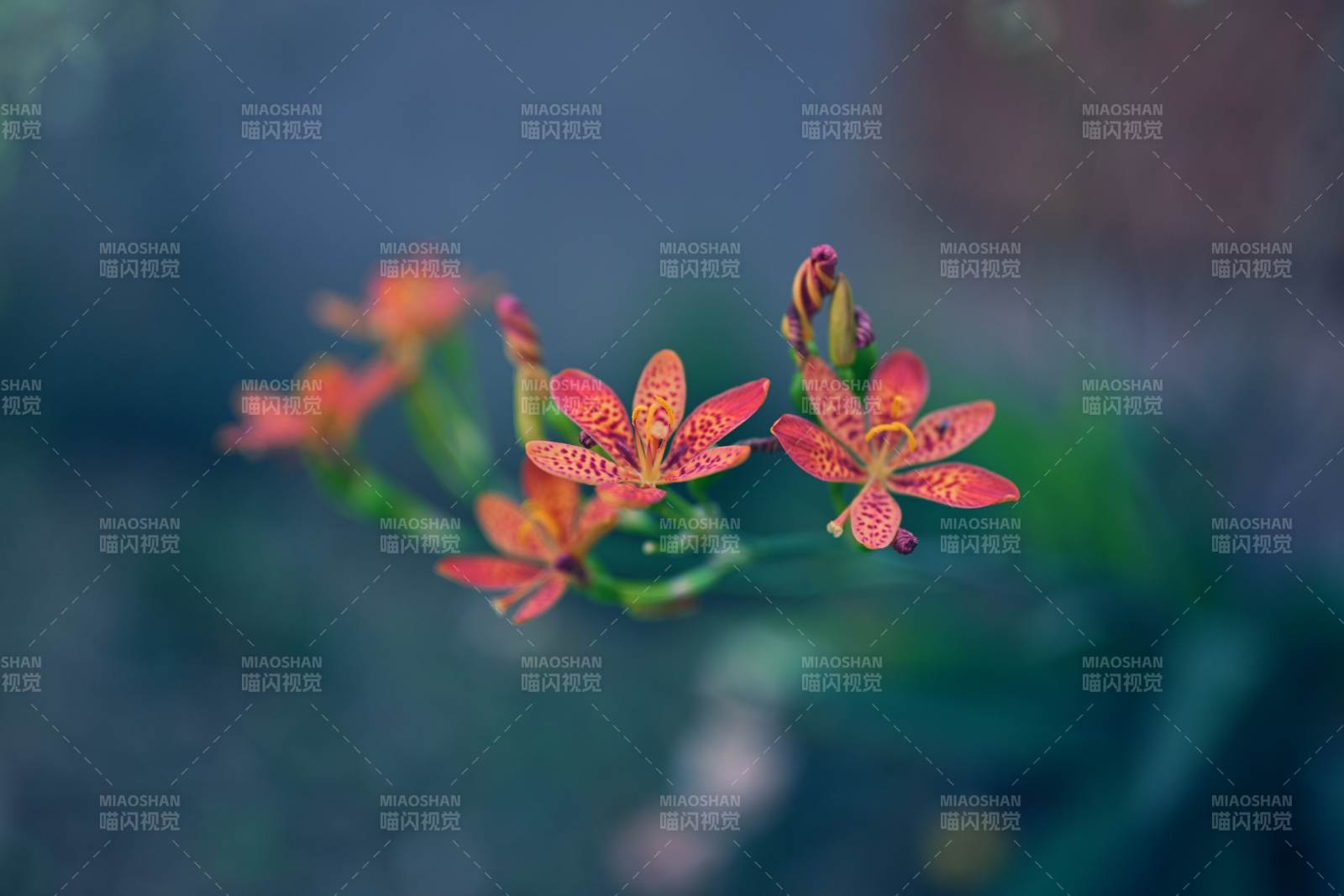 橙红斑点花绽放图片