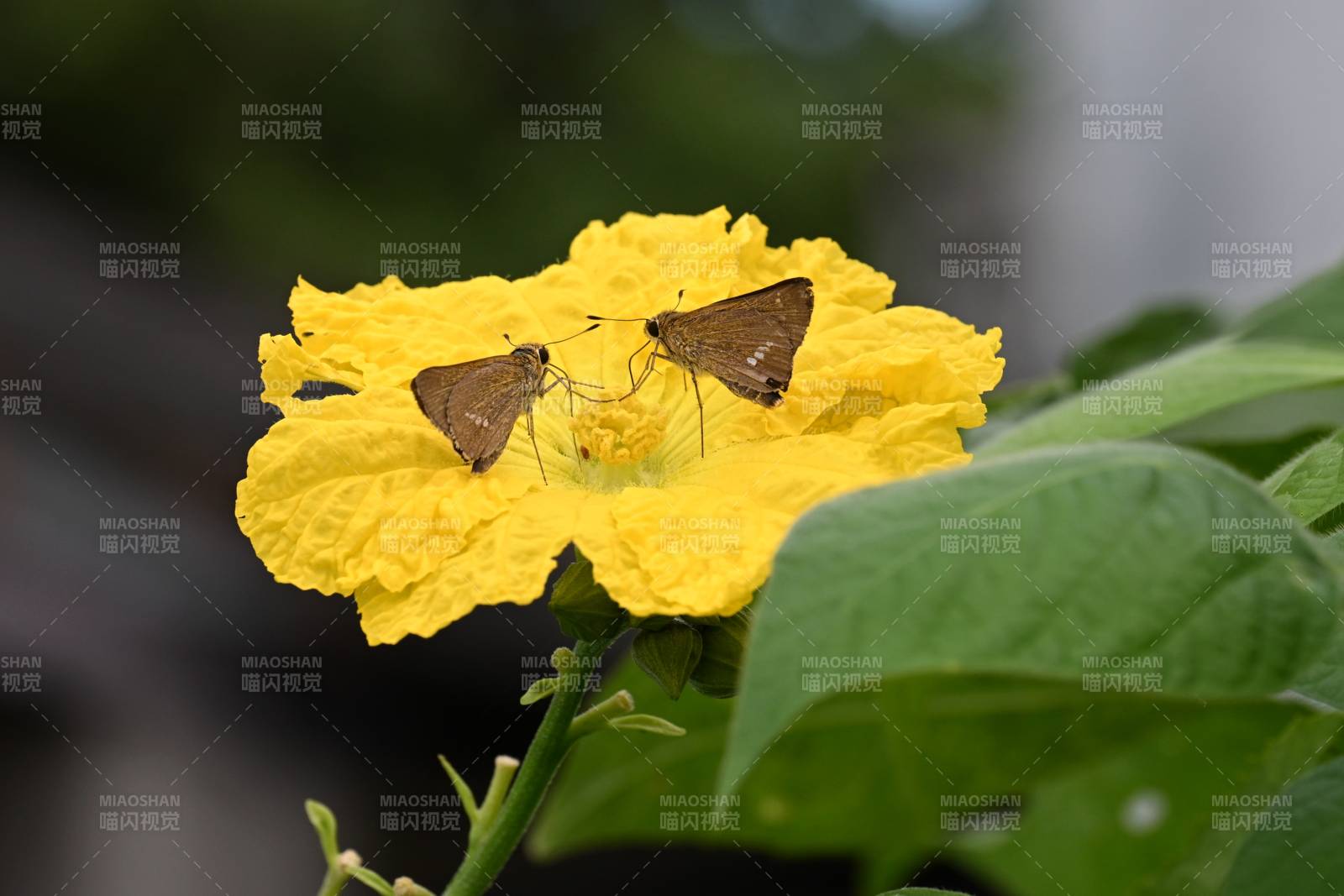 双蝶共舞黄花上图片