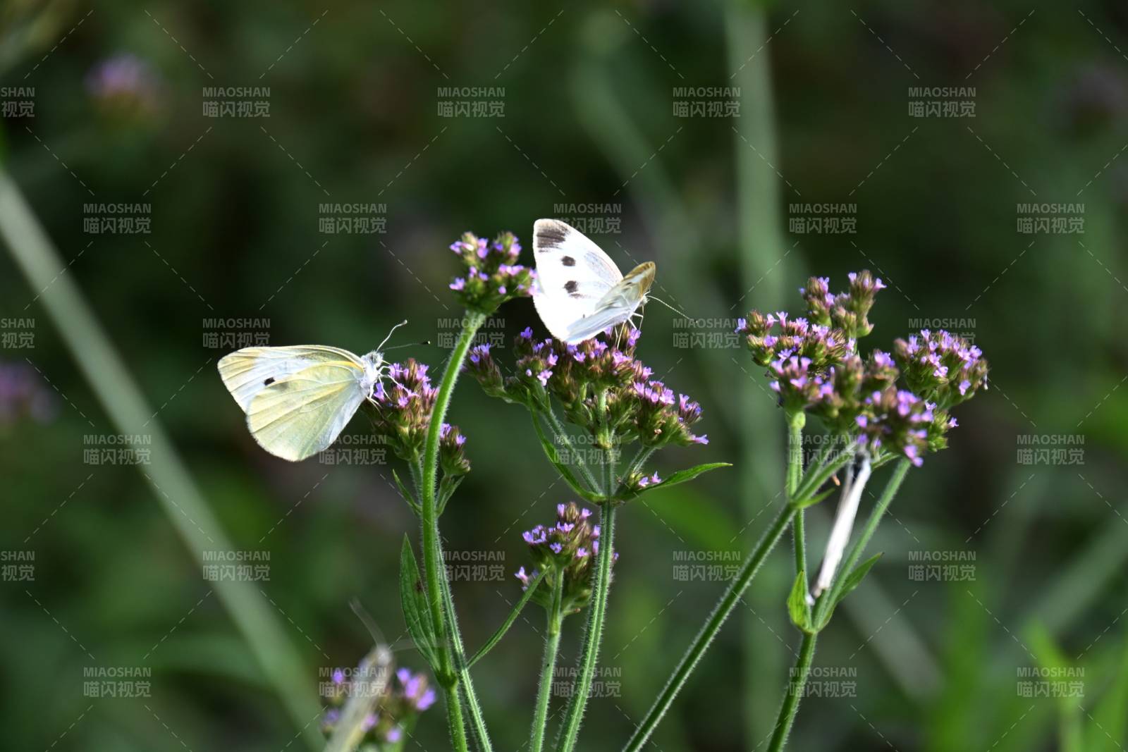 蝴蝶栖花丛图片