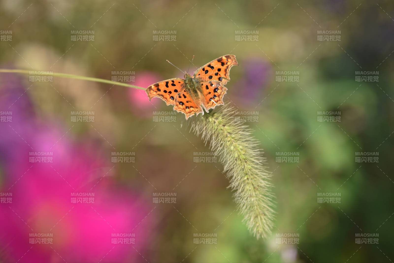 蝴蝶栖息草尖图片