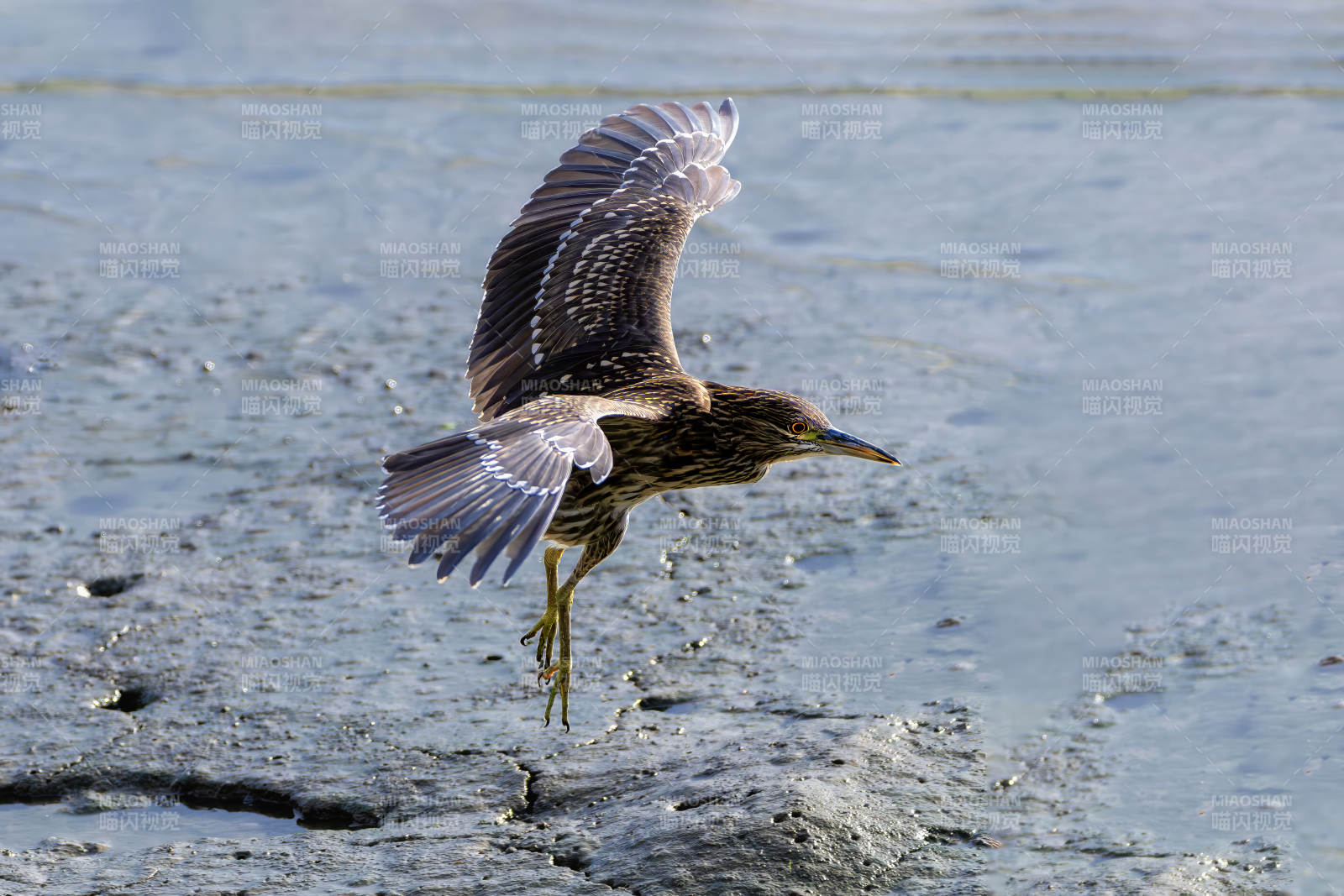 夜鹭展翅飞翔图片