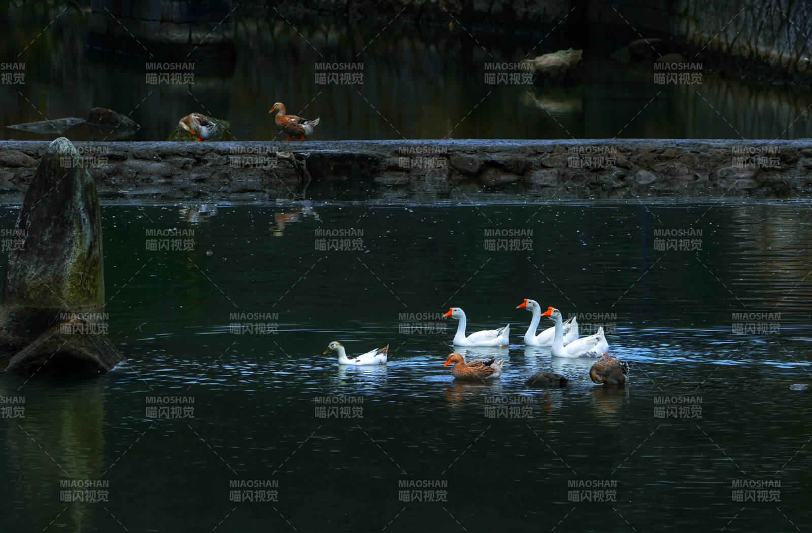 池塘白鹅游弋图片