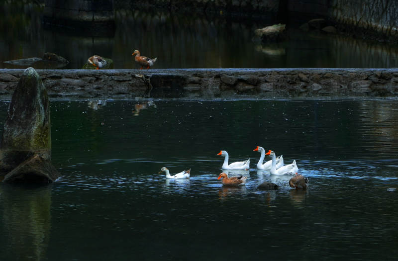 池塘白鹅游弋图片