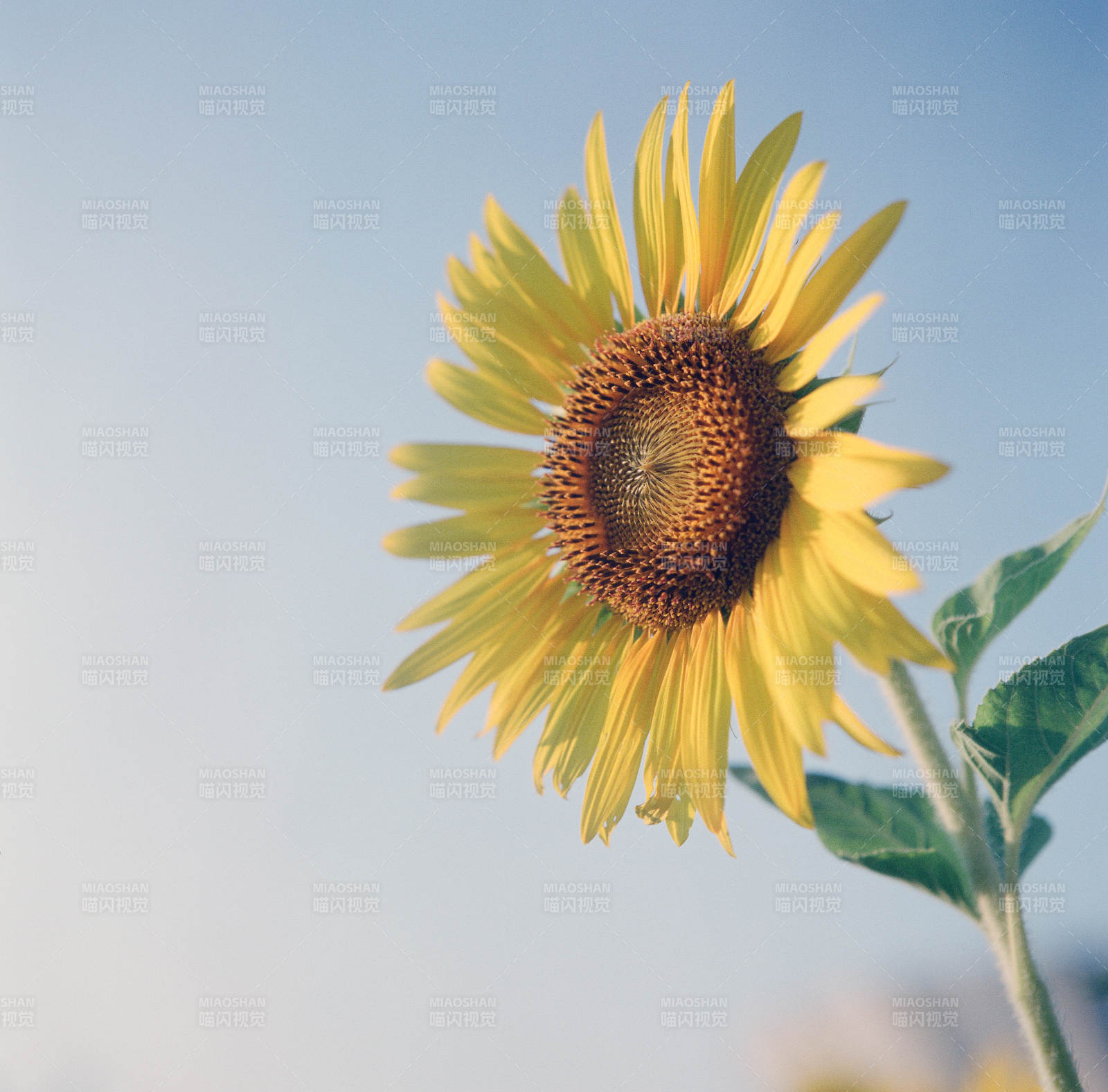 向日葵迎风绽放图片