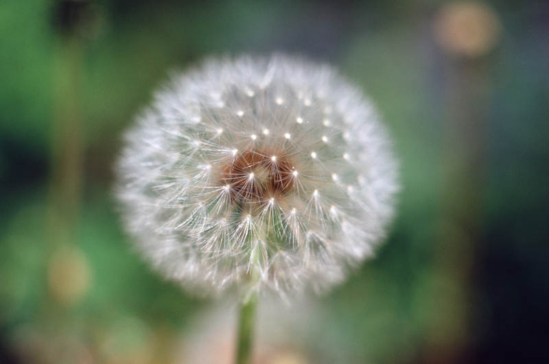 蒲公英的种子球图片