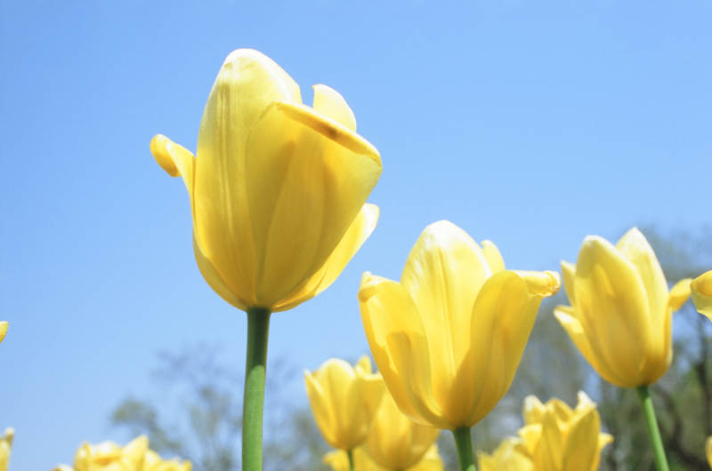 黄郁金香绽放图片