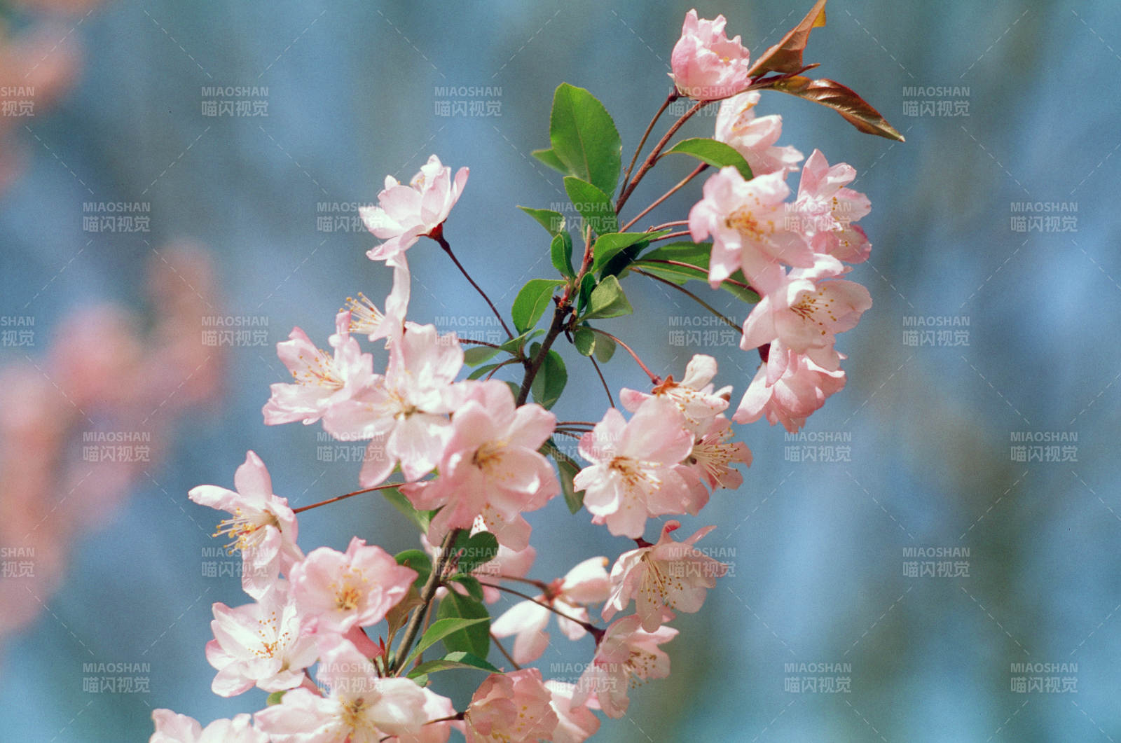 海棠花绽放枝头图片