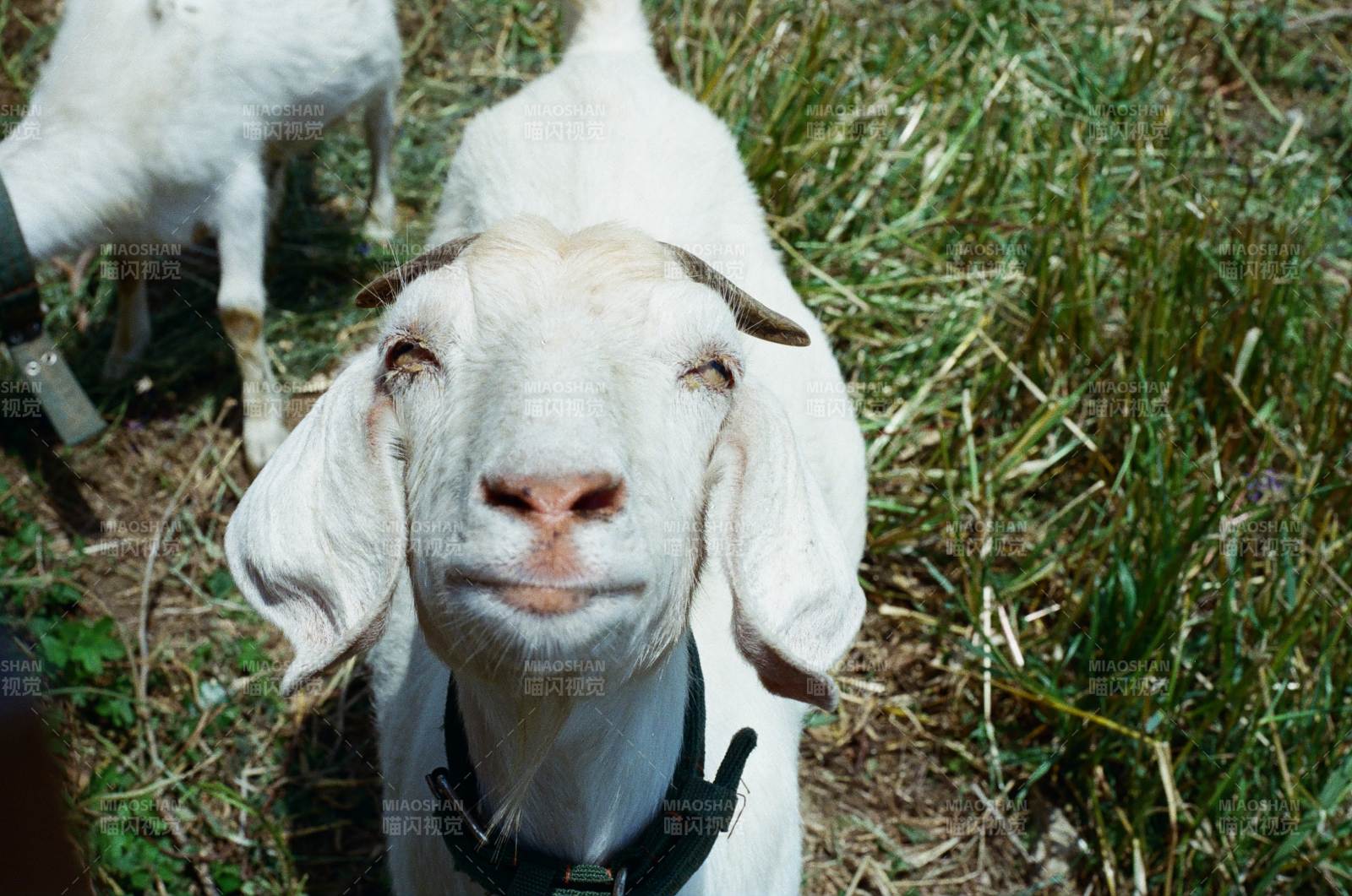 可爱的小山羊图片