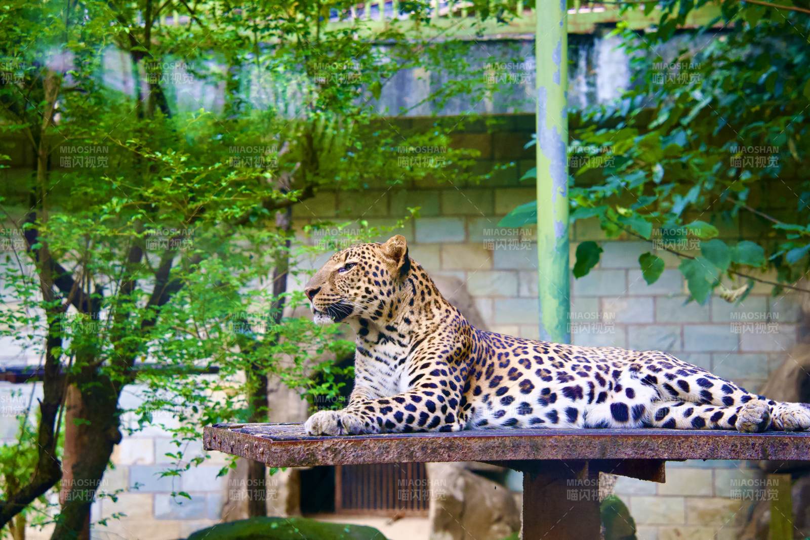 豹卧木台 绿意环绕图片