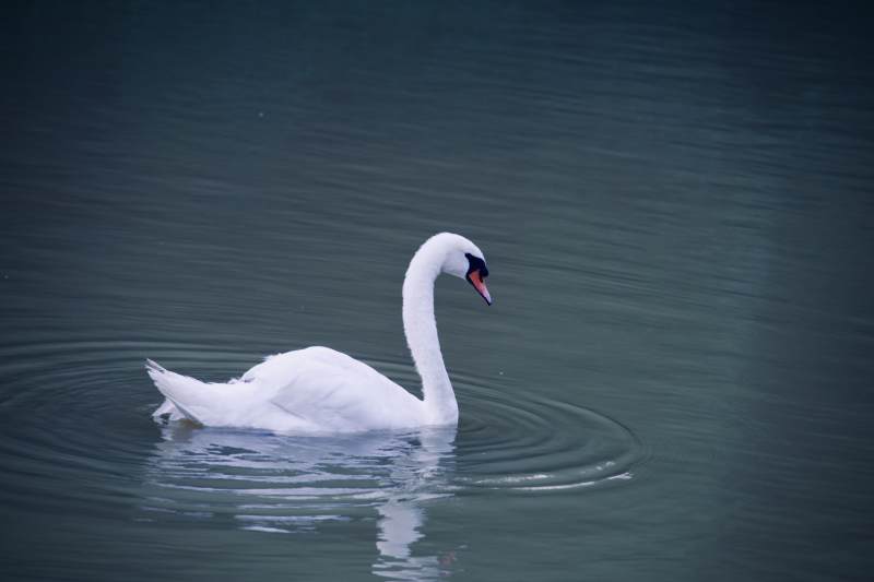 湖上白鹅静游图片