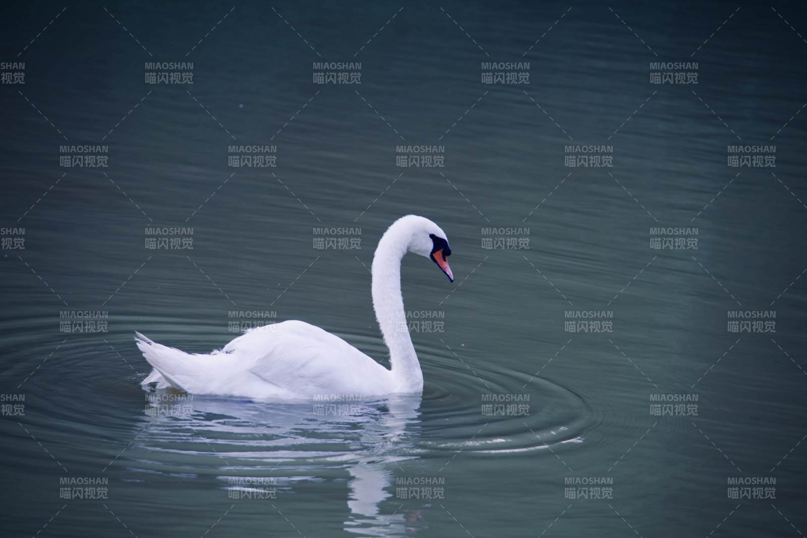 湖上白鹅静游图片