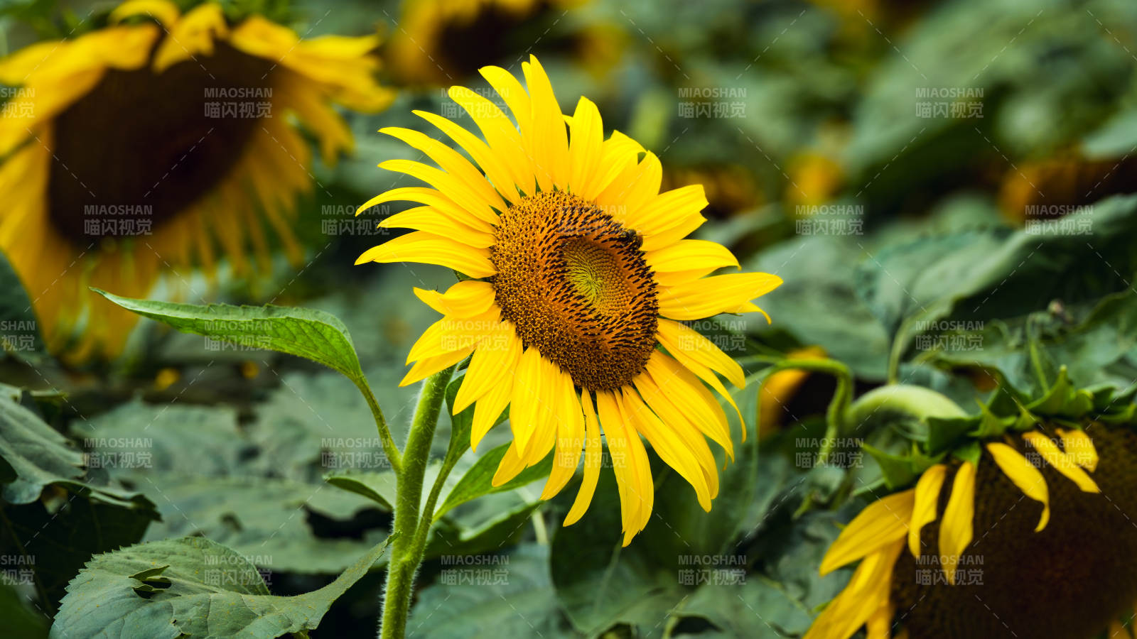 向日葵盛开图片