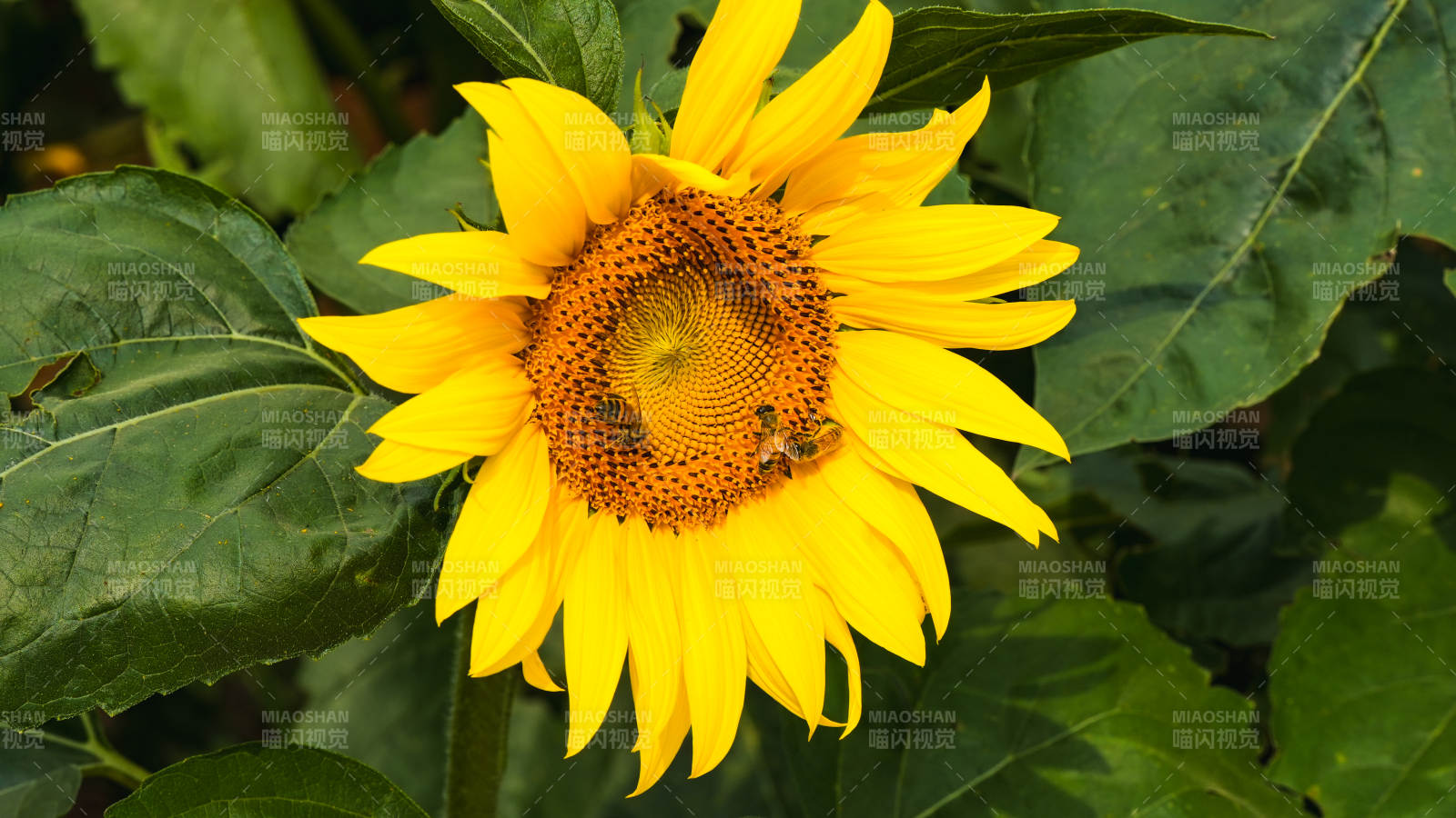 向日葵与蜜蜂图片