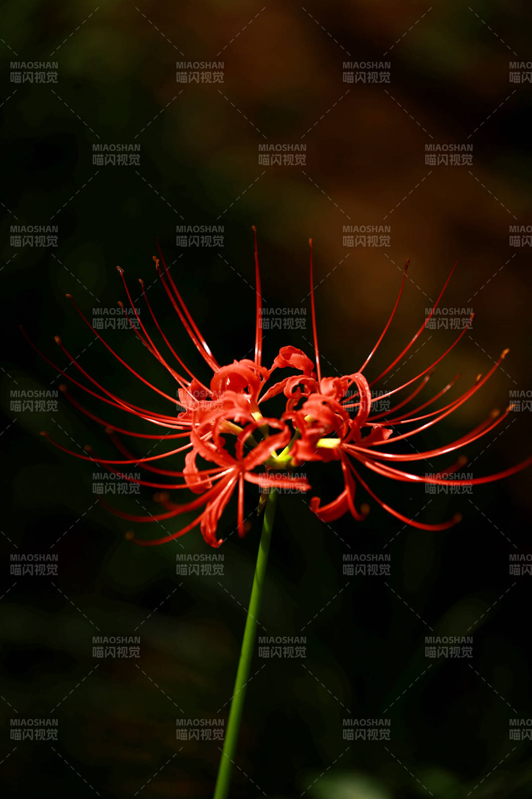 彼岸花绽放图片