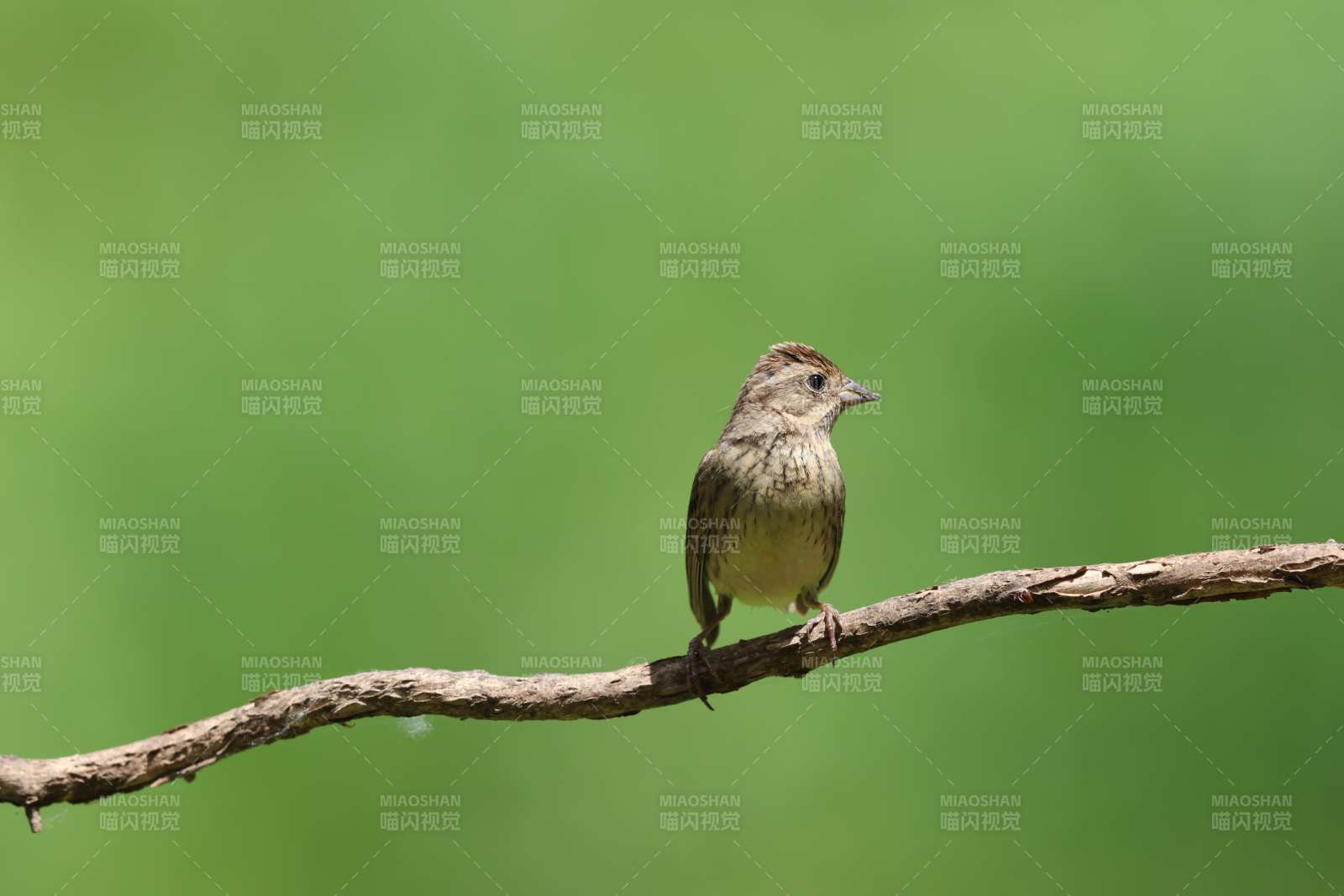 小鸟栖枝绿意中图片