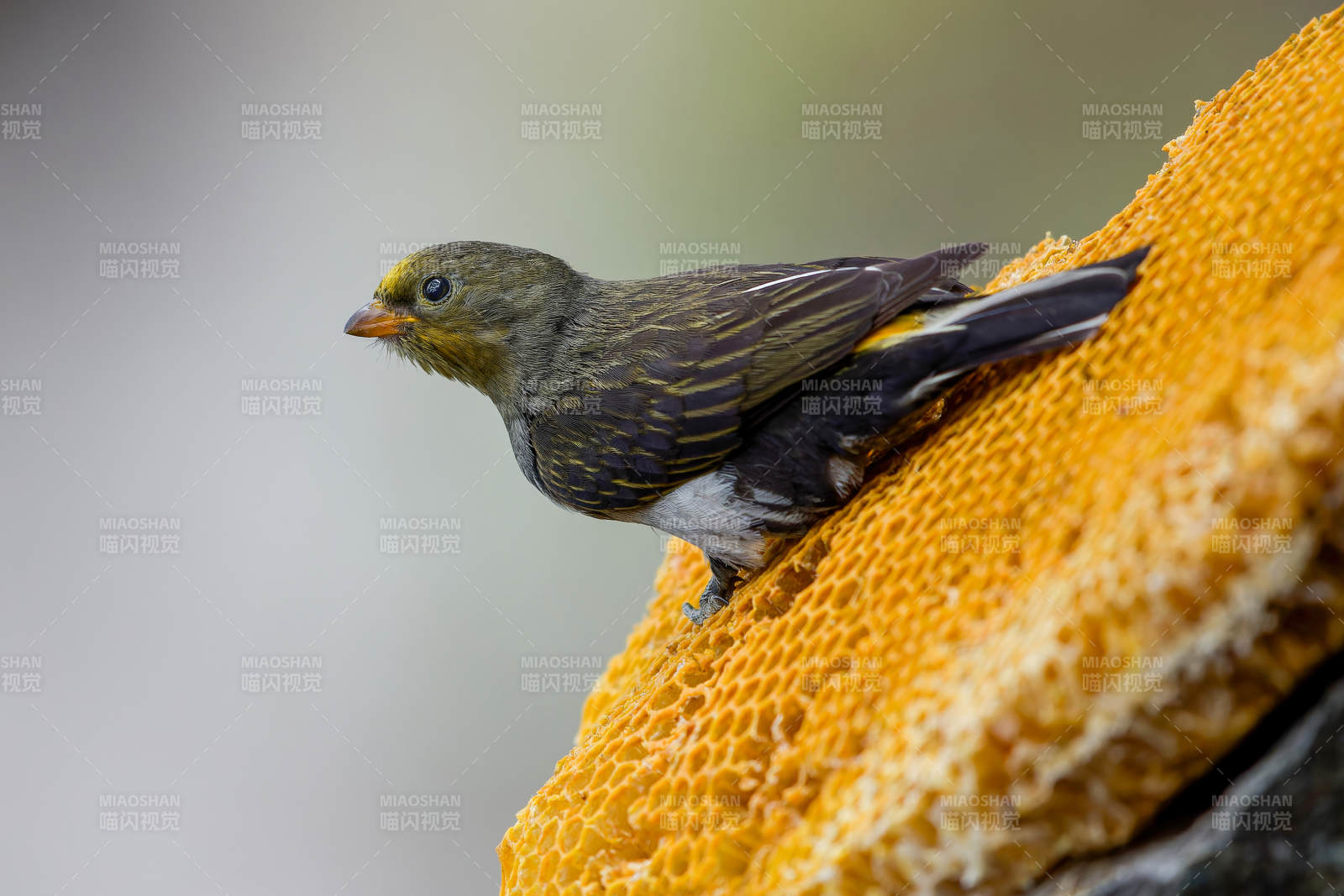 小鸟栖息蜂巢上  黄腰响蜜鴷 云南保山图片