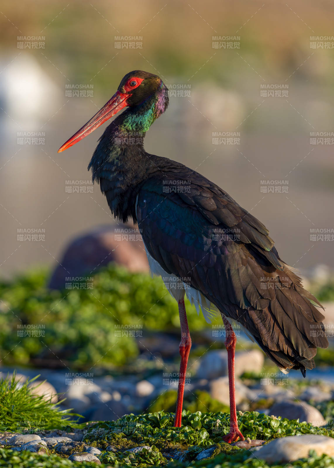 黑鹳静立水边图片