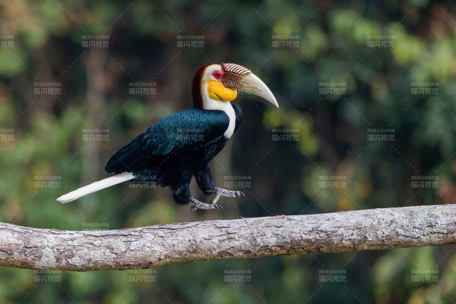 花冠皱盔犀鸟栖息枝头图片