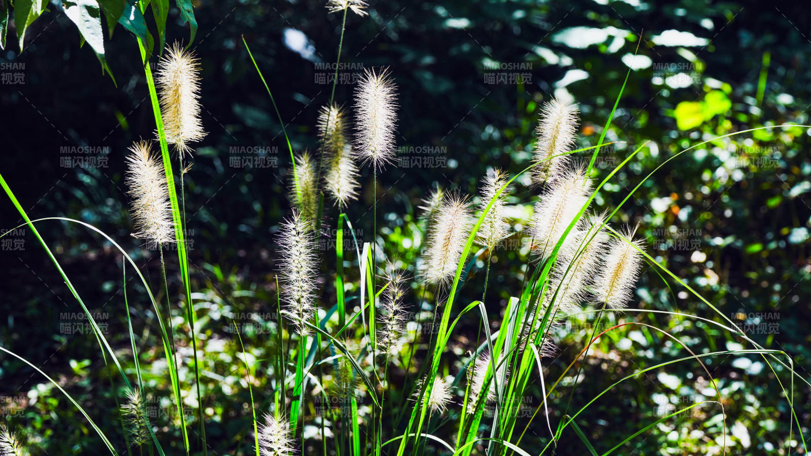 草穗轻舞林间图片