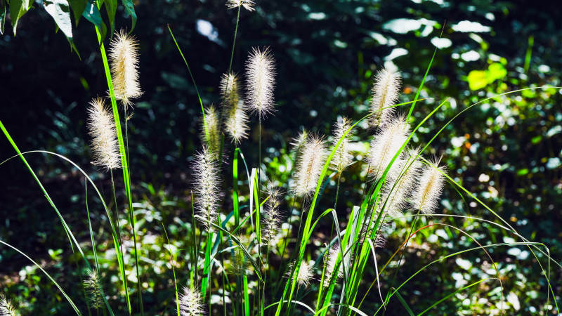 草穗轻舞林间图片