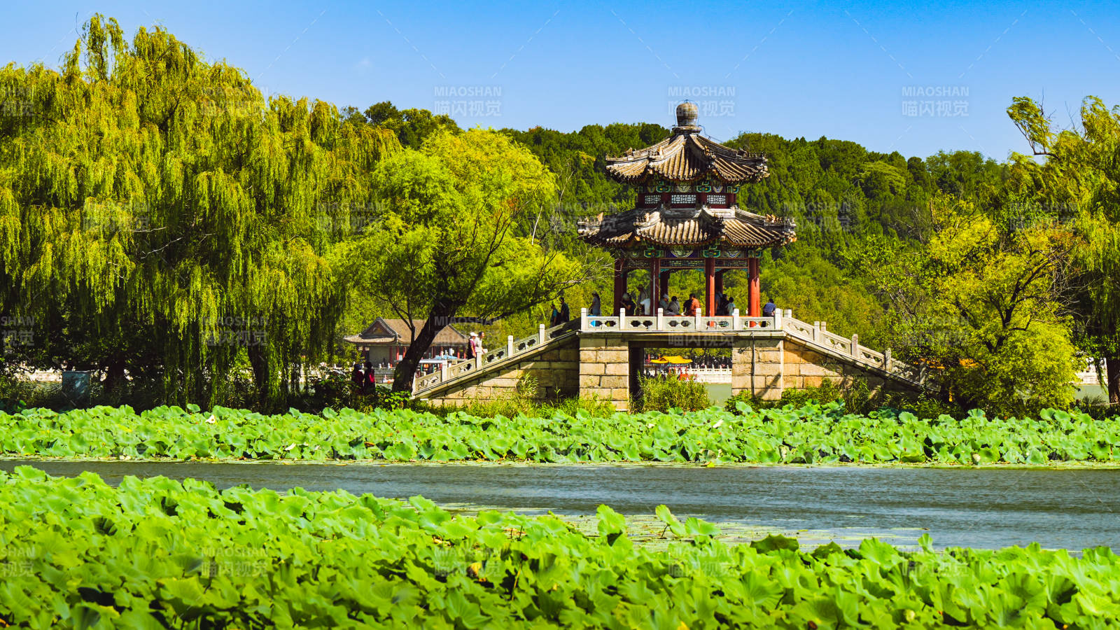 颐和园湖畔亭台绿意浓图片