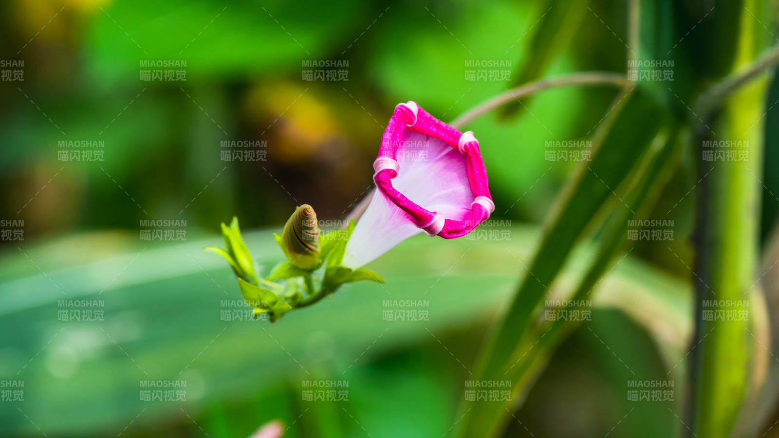 粉白相间的牵牛花图片