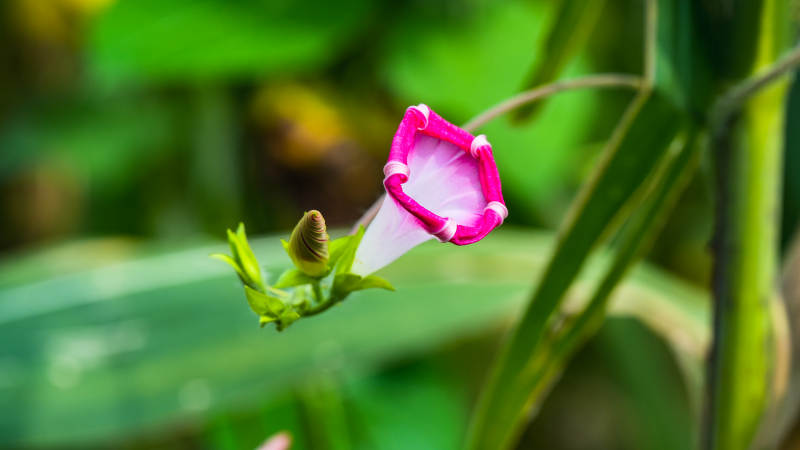 粉白相间的牵牛花图片