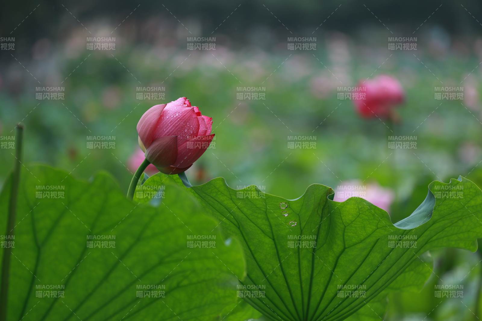 荷花初绽绿叶间图片