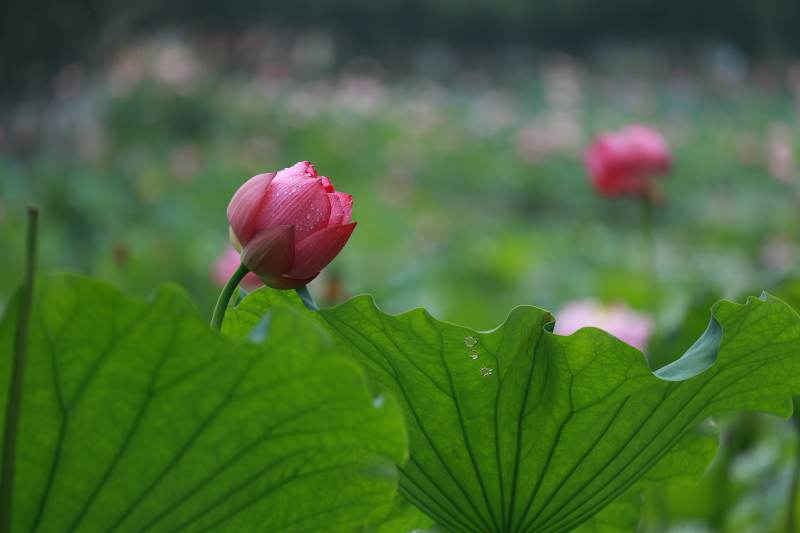 荷花初绽绿叶间图片