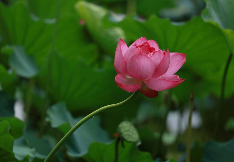 粉莲绽放绿叶间图片