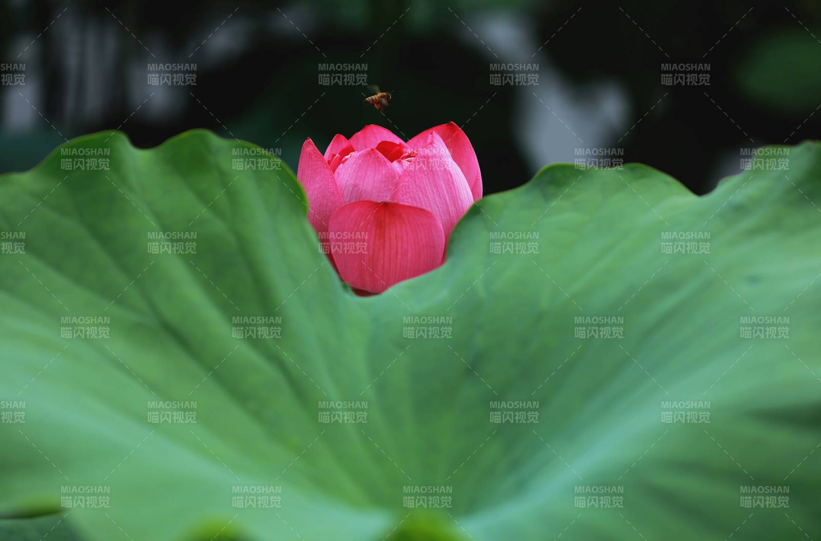 荷塘粉莲绽放图片