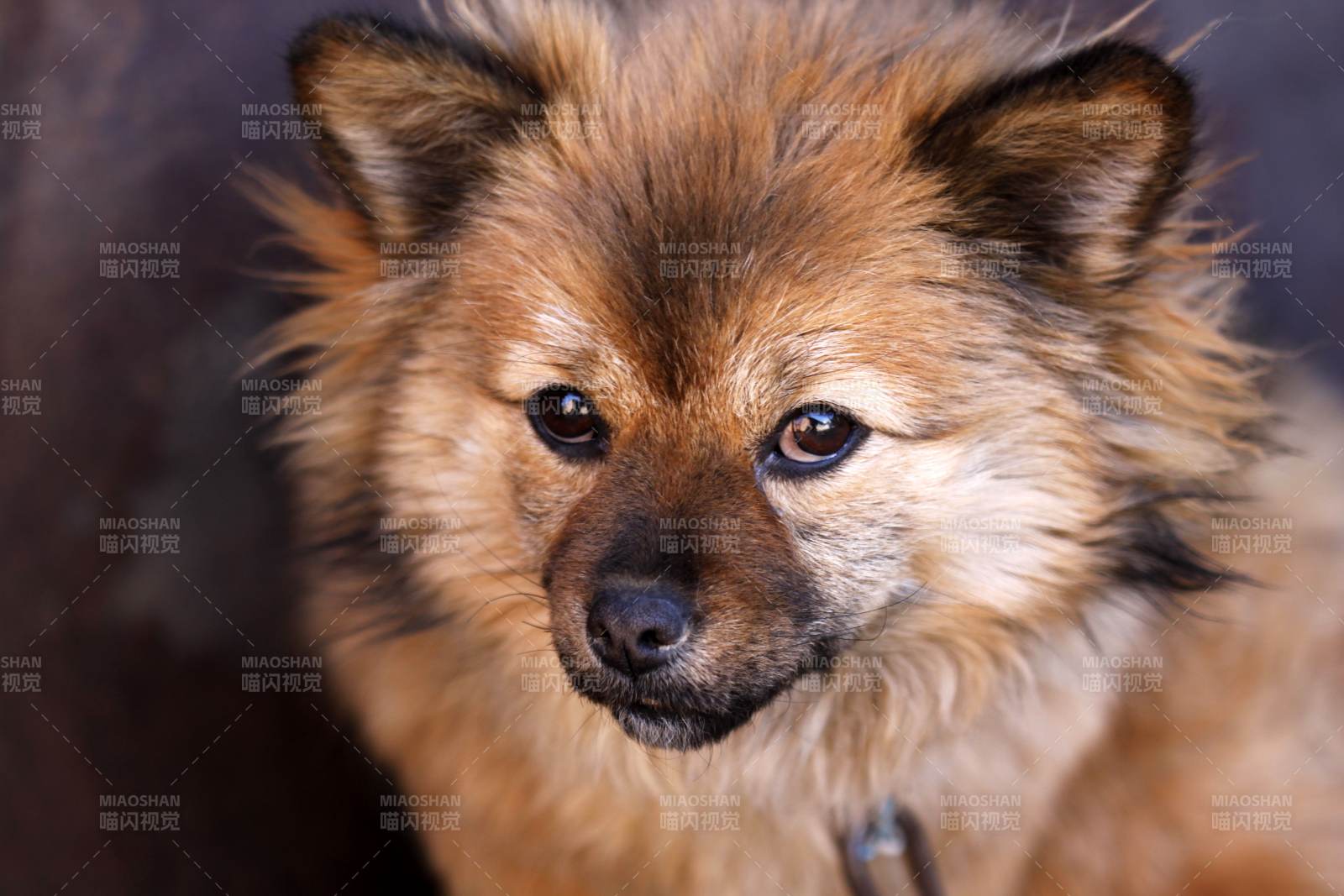 可爱的狐狸犬图片