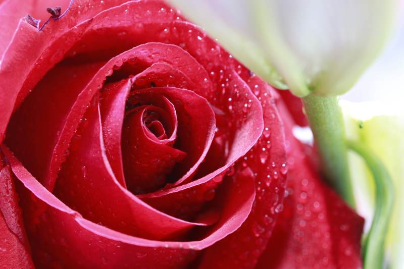 红玫瑰上的露珠图片
