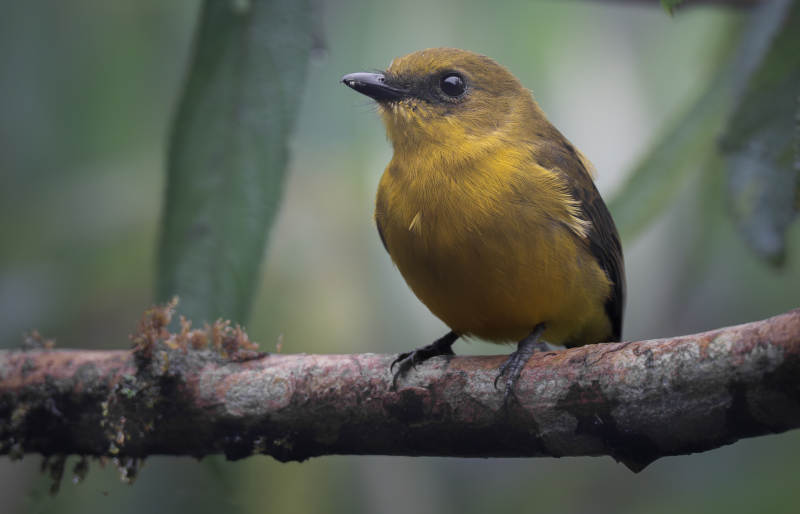 金丝雀鸟栖枝头图片