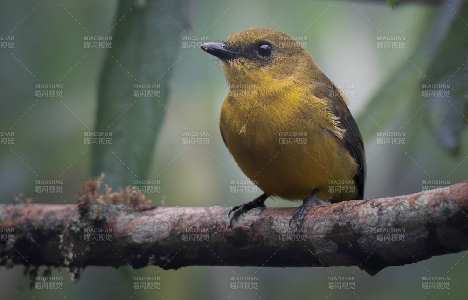 金丝雀鸟栖枝头图片