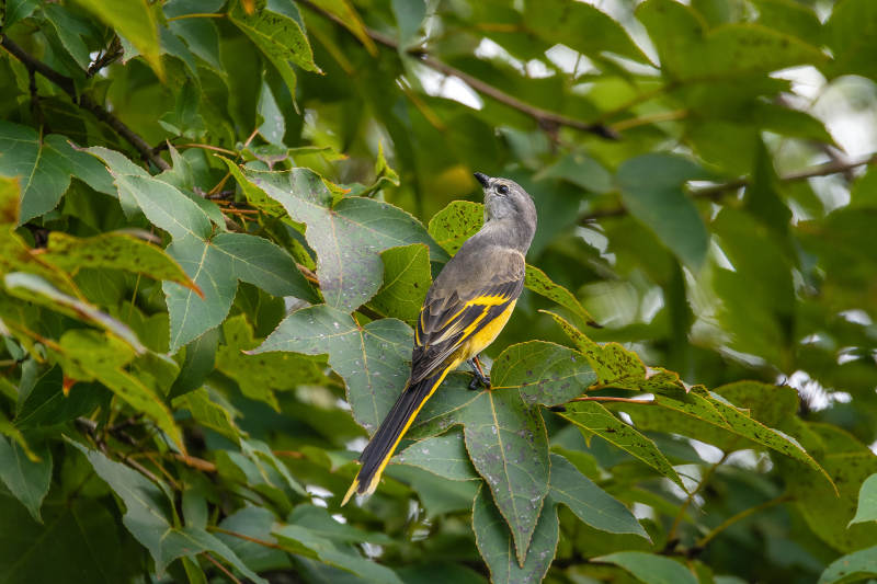 粉红山椒鸟栖息绿叶间图片