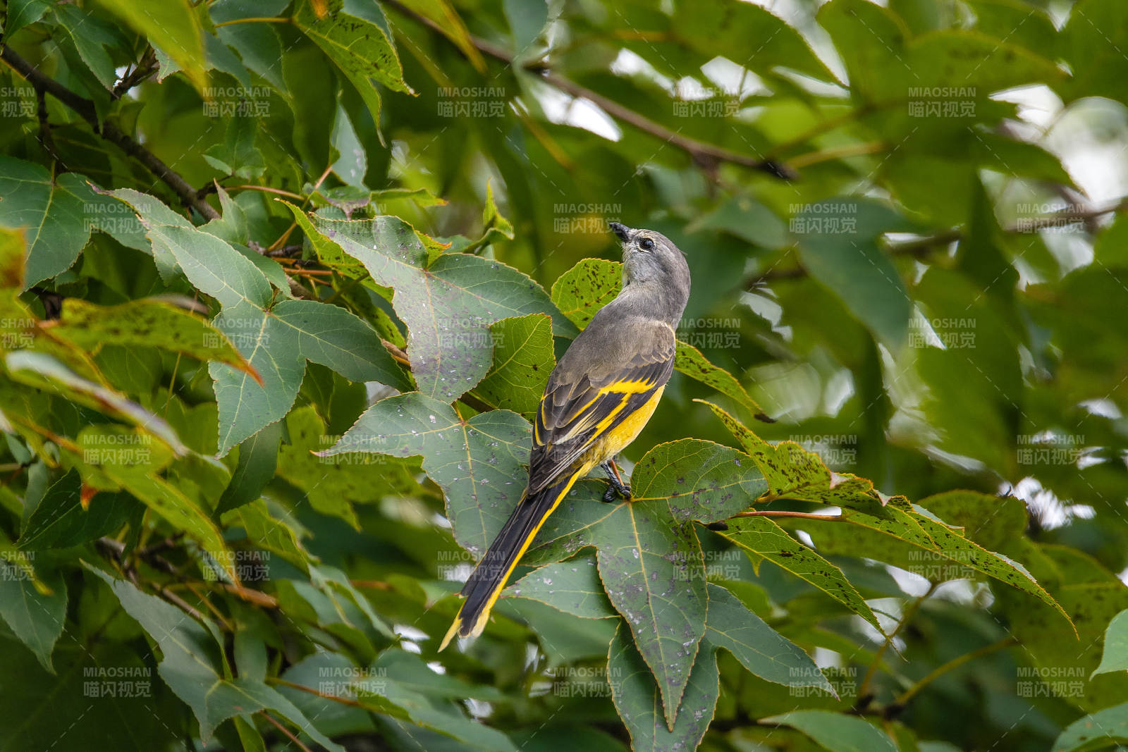 粉红山椒鸟栖息绿叶间图片