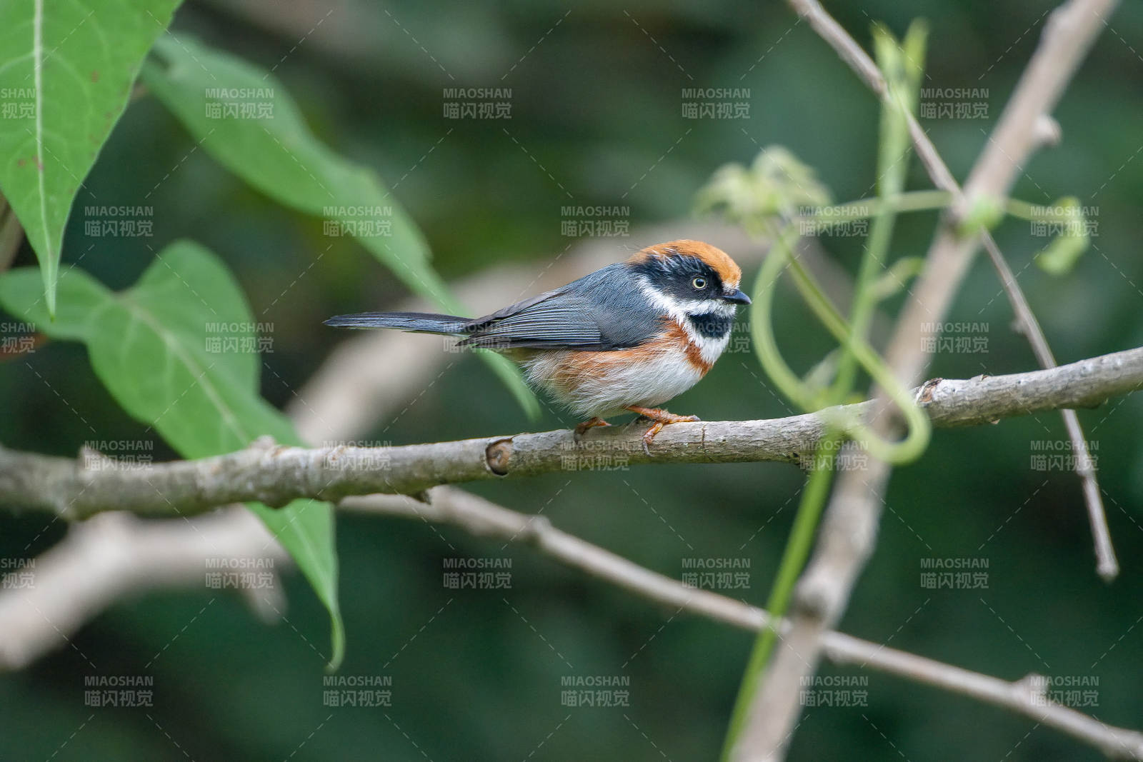 红头长尾山雀栖枝头图片