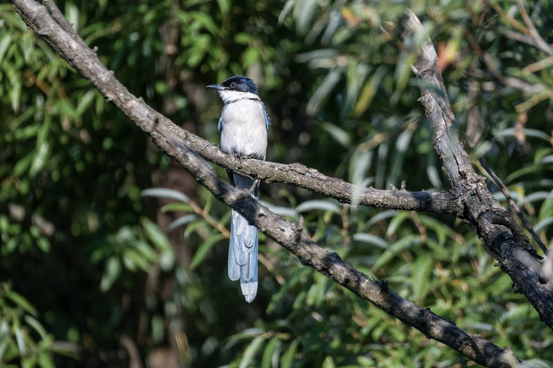 灰喜鹊栖枝头图片