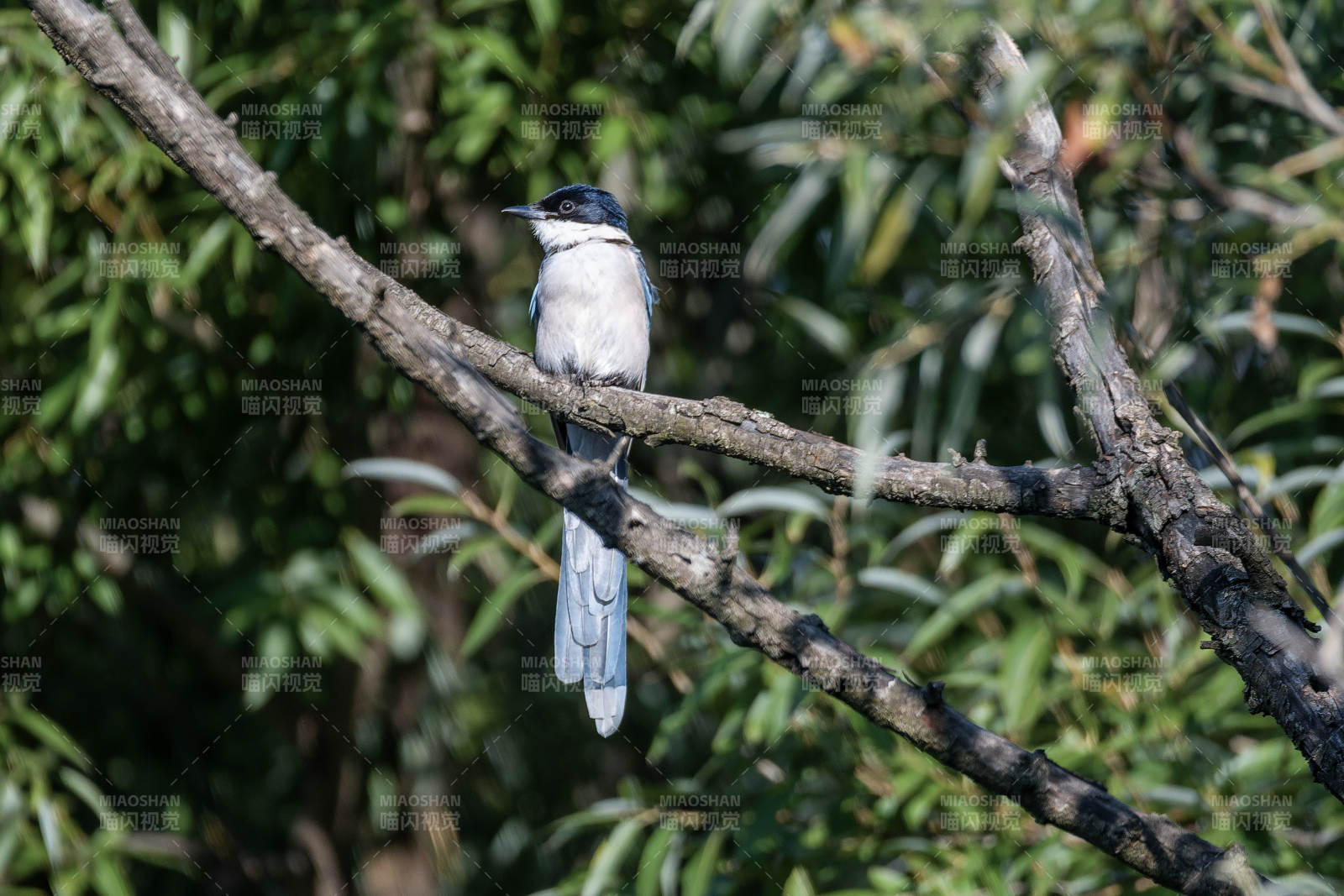 灰喜鹊栖枝头图片