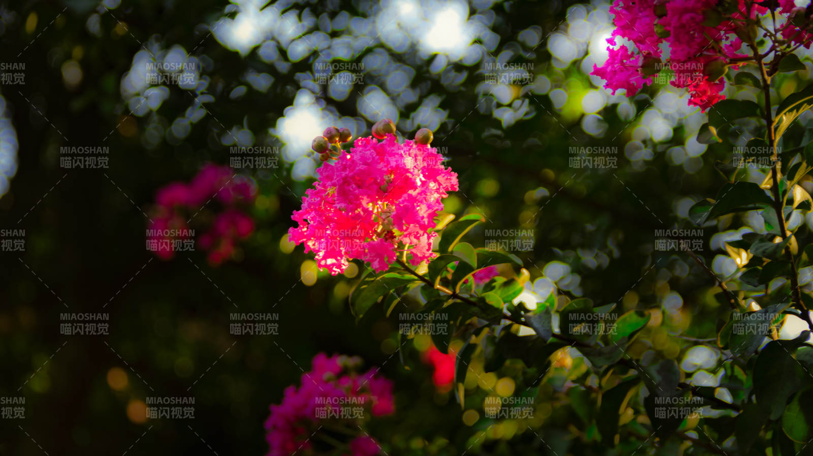 紫薇花绽放图片