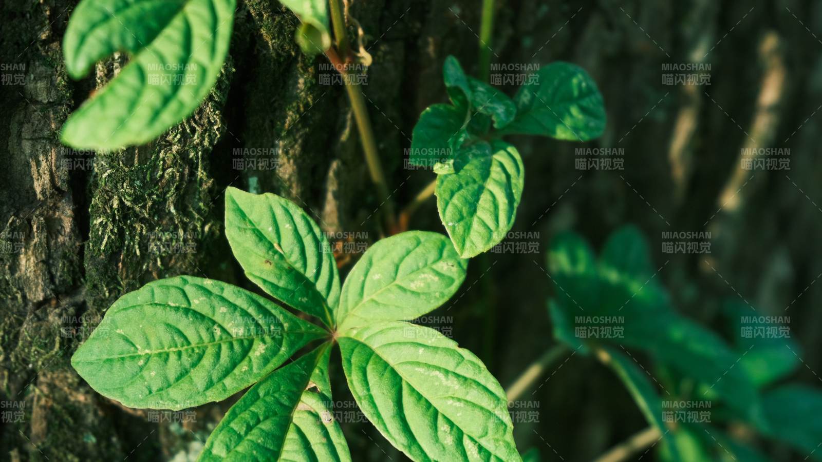 绿叶攀树生机盎然图片