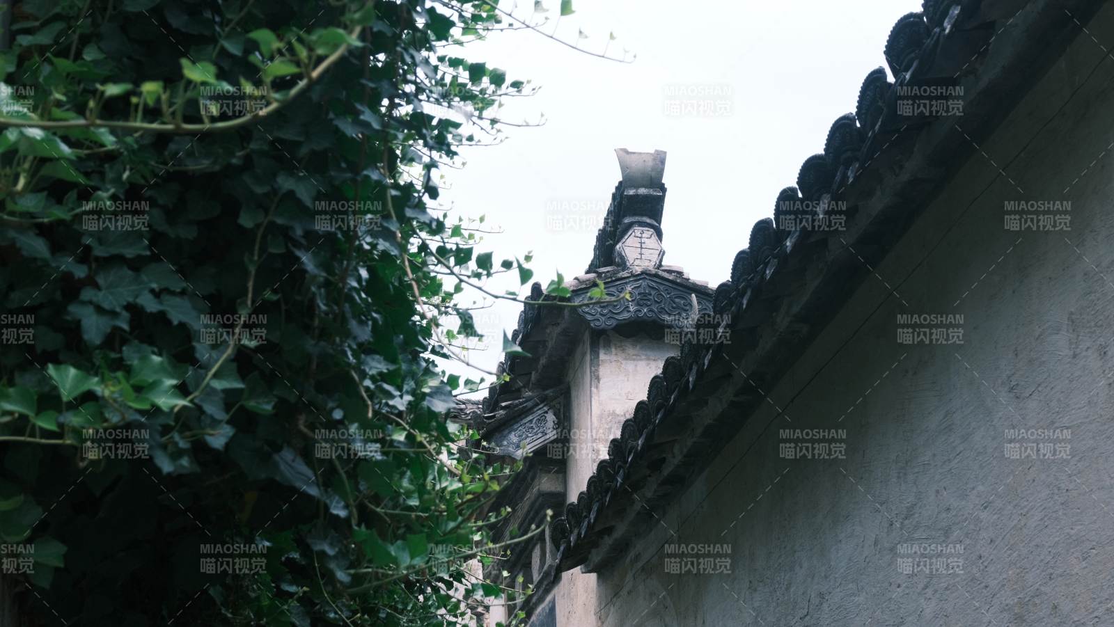 西递古镇古墙藤影图片