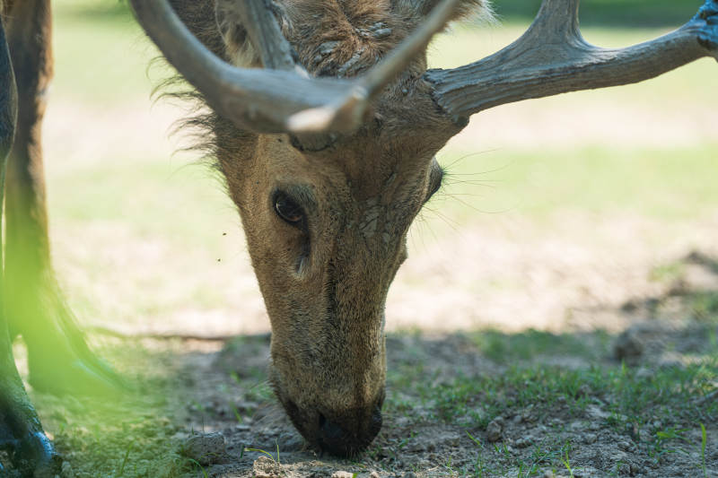 鹿低头觅食图片