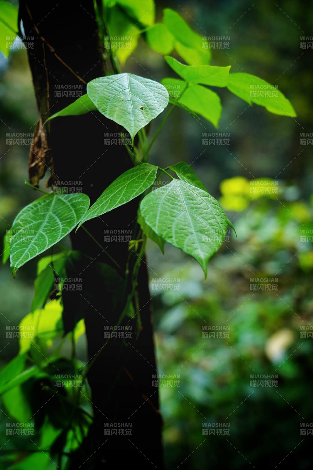 绿叶缠绕树干图片